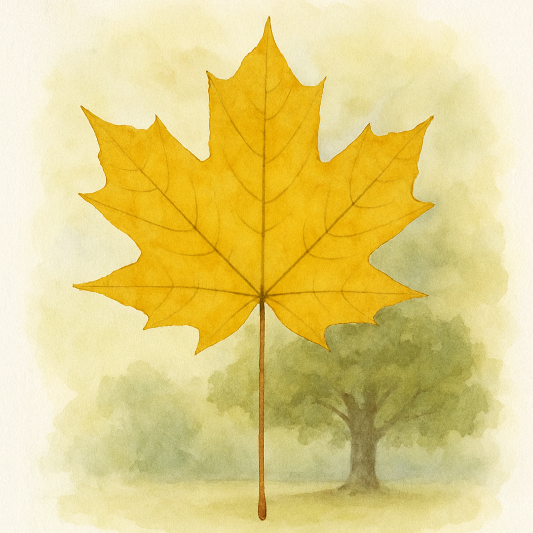 Acer platanoides Princeton Gold Tree