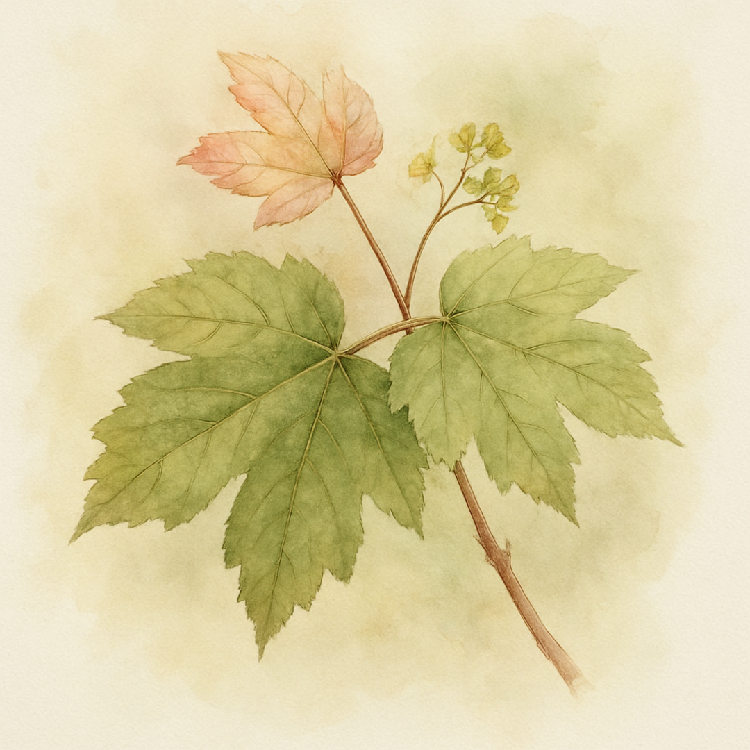 Acer pseudoplatanus ‘Simon louis Frères’