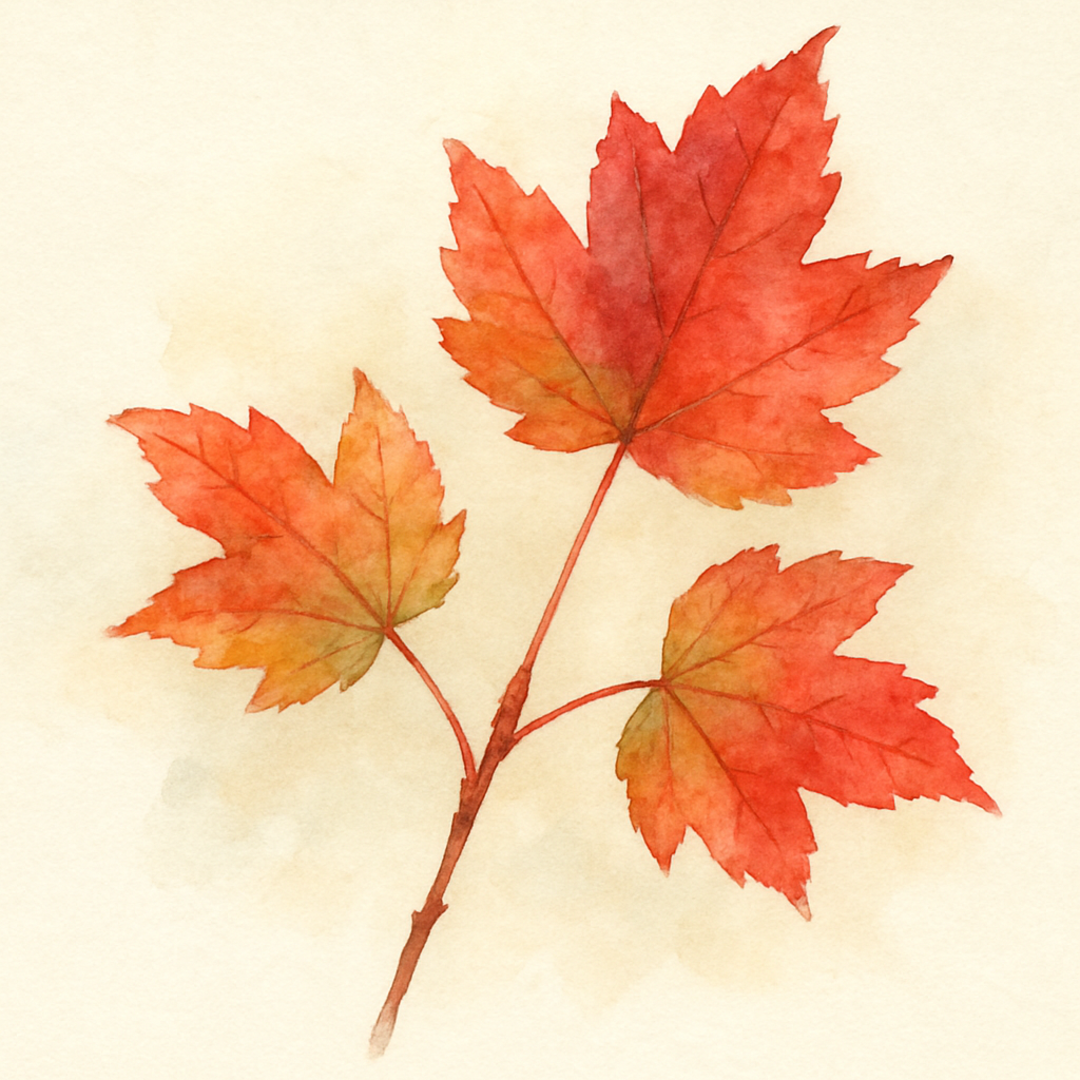 Acer rubrum Tree