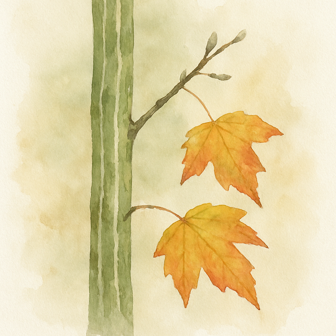 Acer rufinerve Grey budded Snake Bark Maple