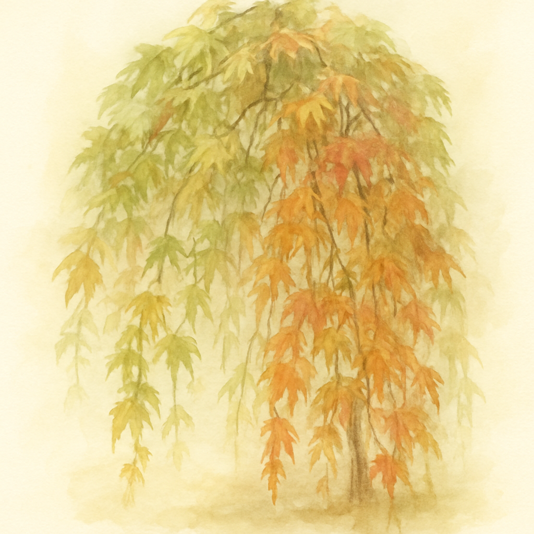 Acer Ryusen
