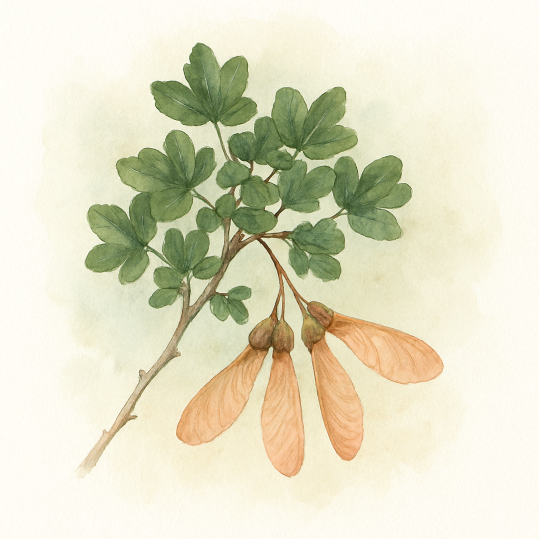 Acer sempervirens Cretan Maple