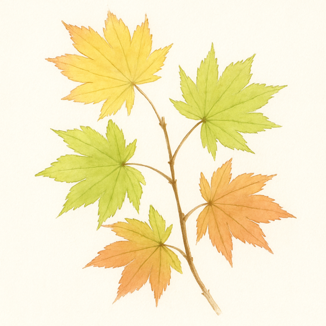 Acer shirasawanum ‘Kinkakure’