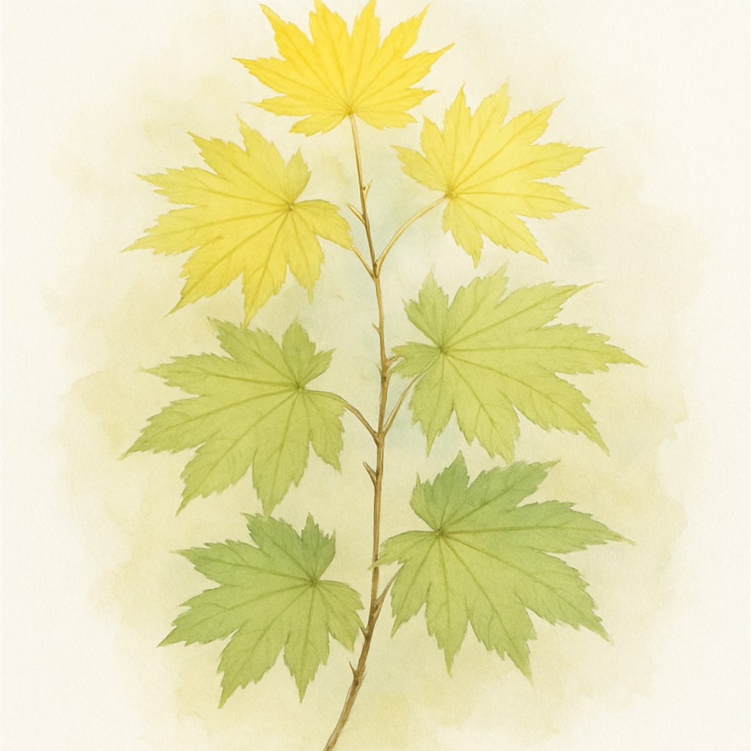 Acer shirasawanum ‘Moonrise’