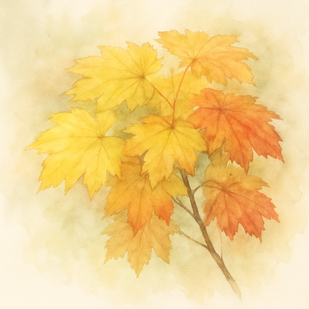 Aureum Maple