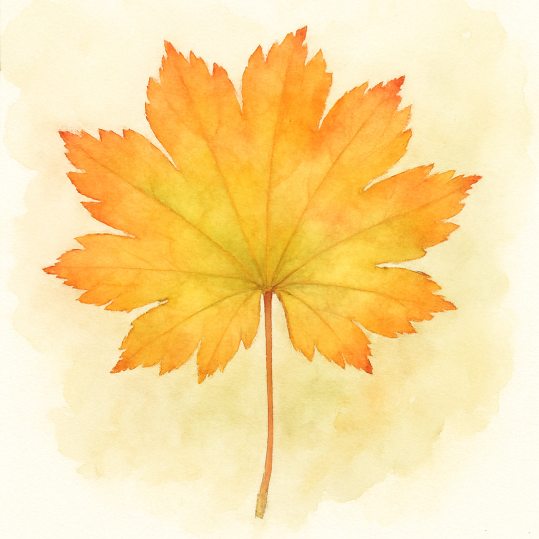Autumn Moon Maple