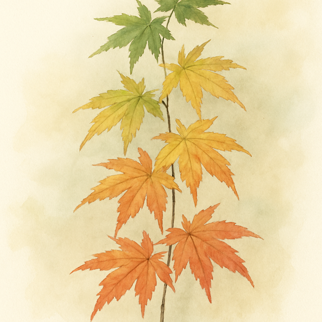 Acer sinense Chinese Maple
