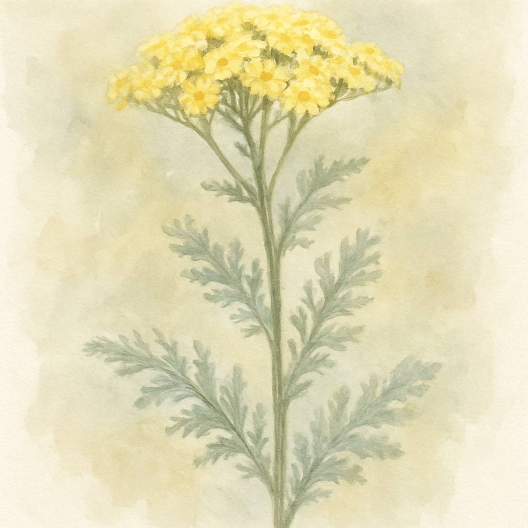 Achillea ‘Finley’