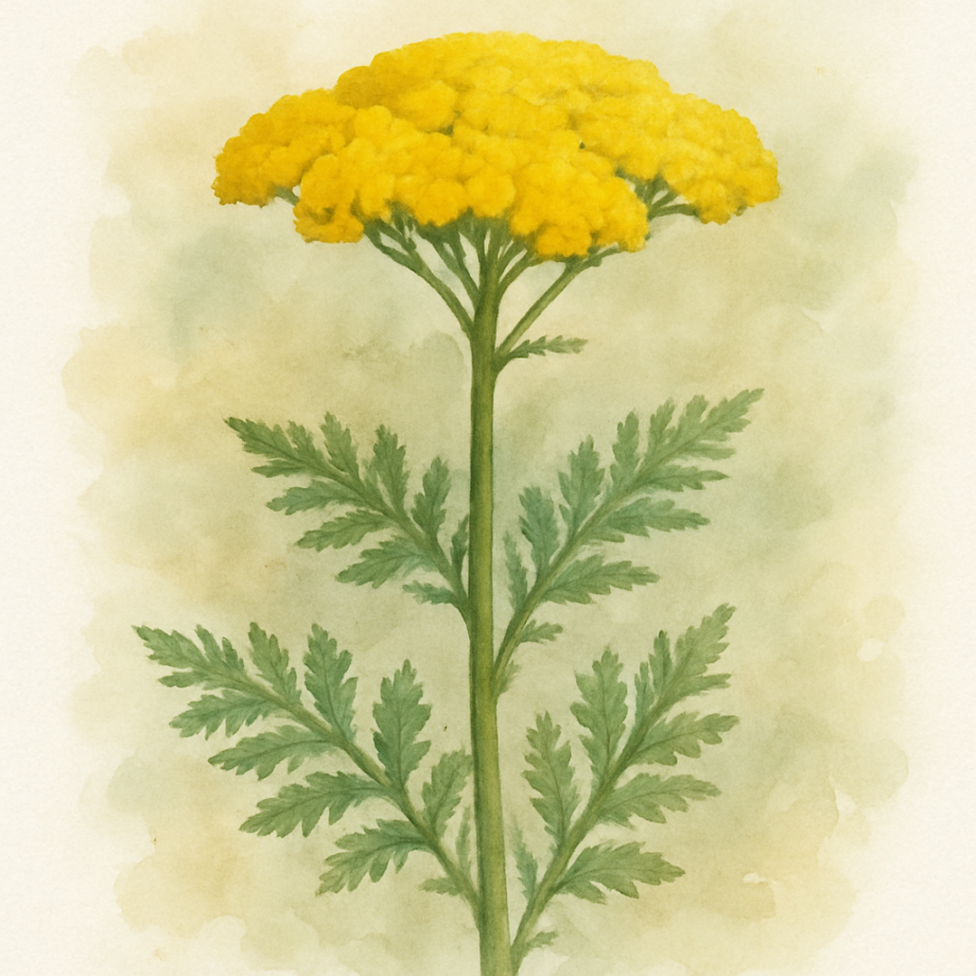 Achillea ‘King Alfred’
