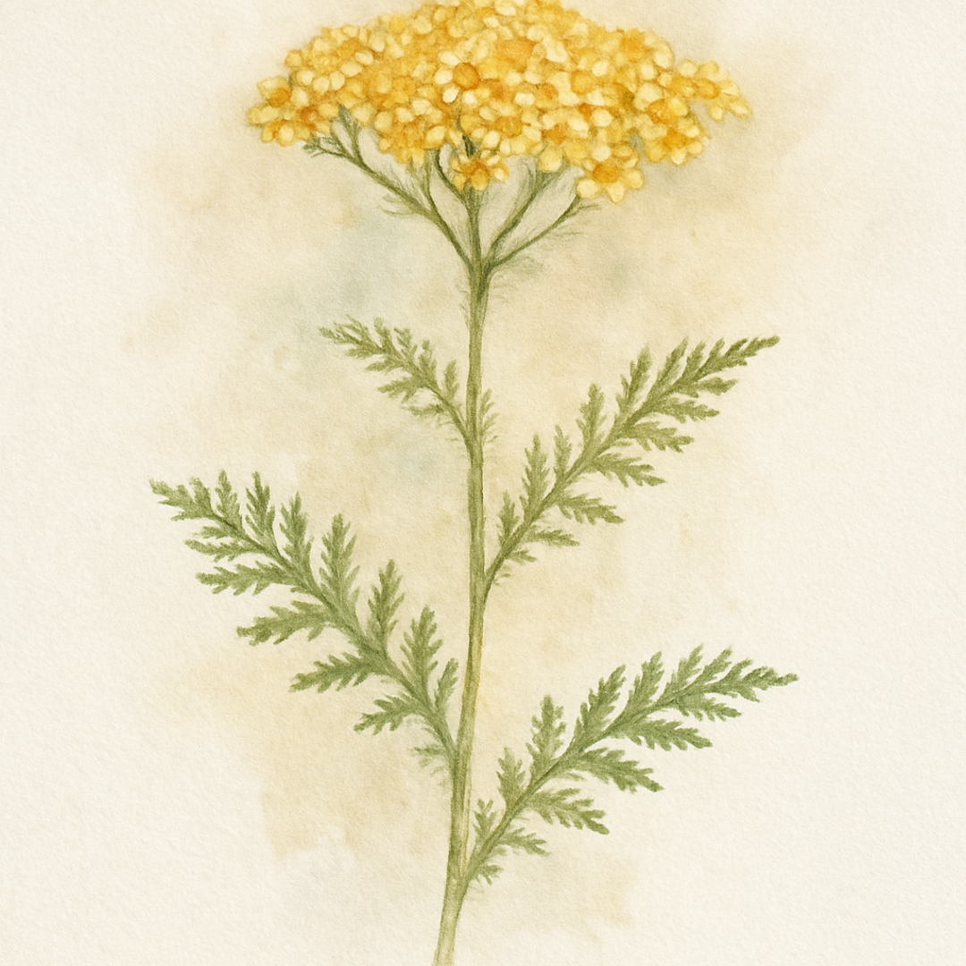 Achillea ‘Safran’