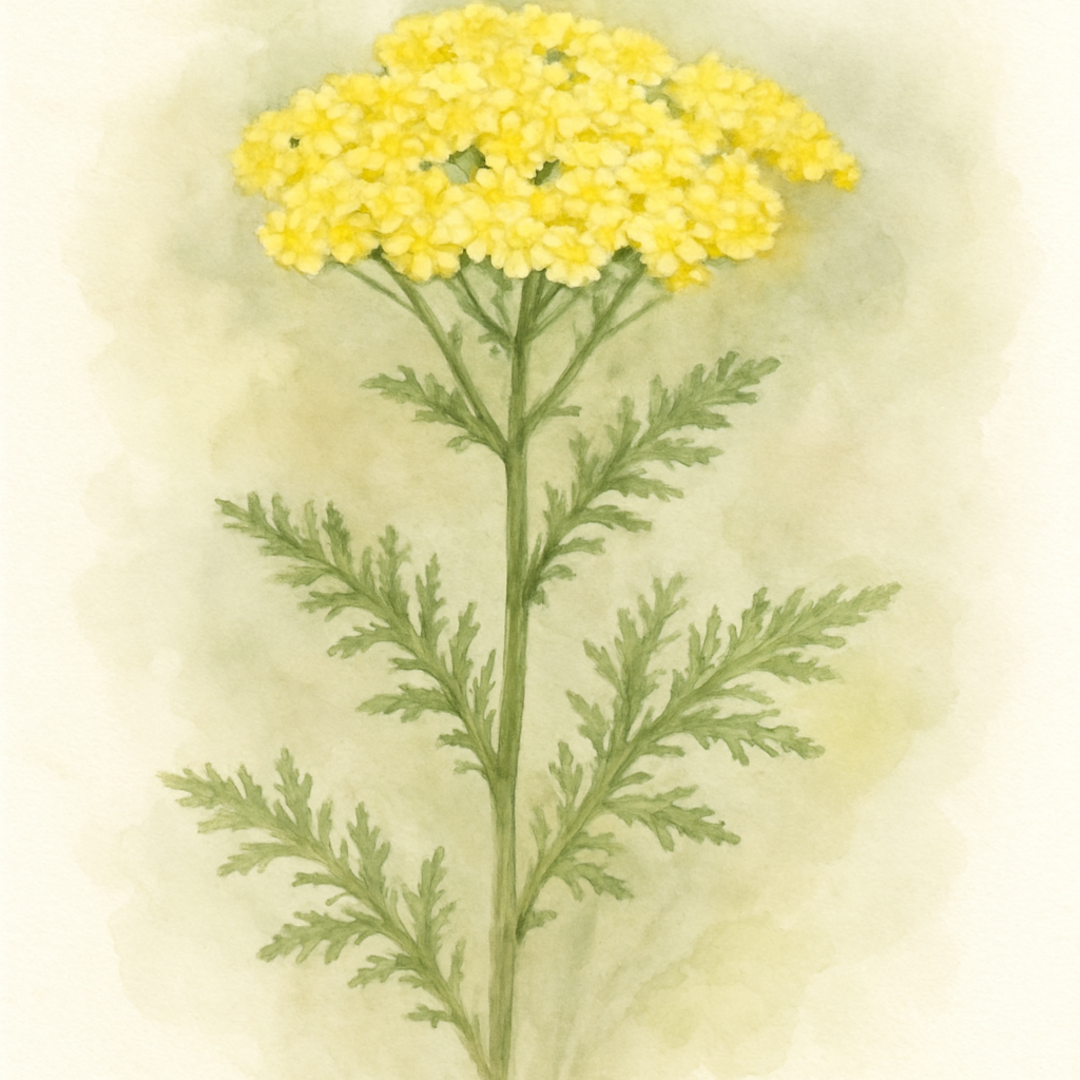 Achillea ‘Sassy Summer Lemon’ (Yarrow)