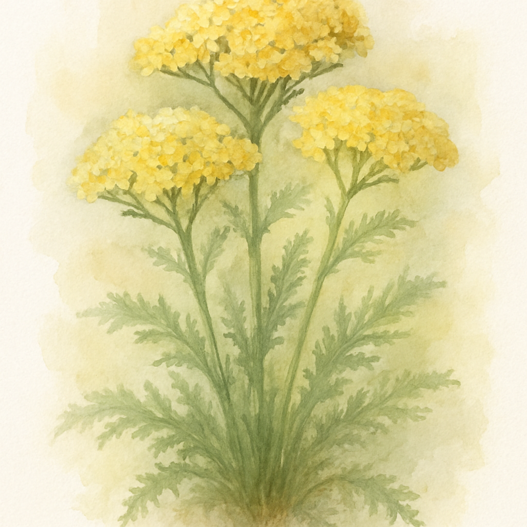 Achillea ‘Sunny Seduction’