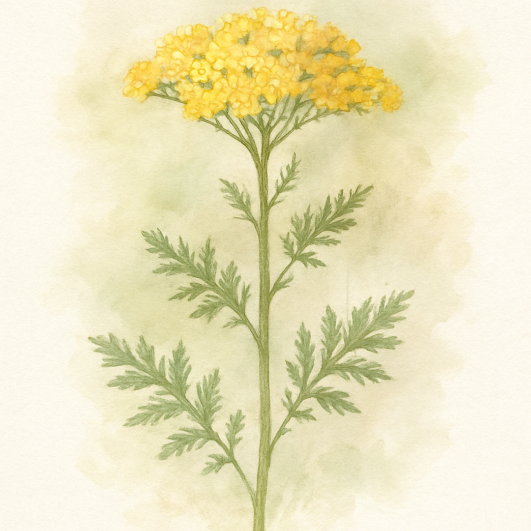 Achillea ‘Sunny Seduction’ (Yarrow)