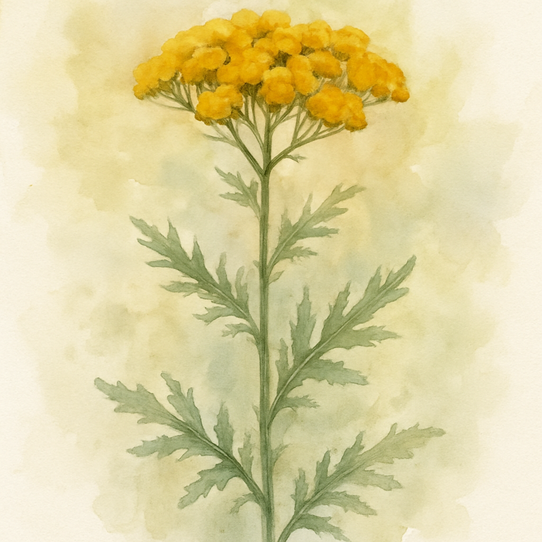 Achillea ageratum
