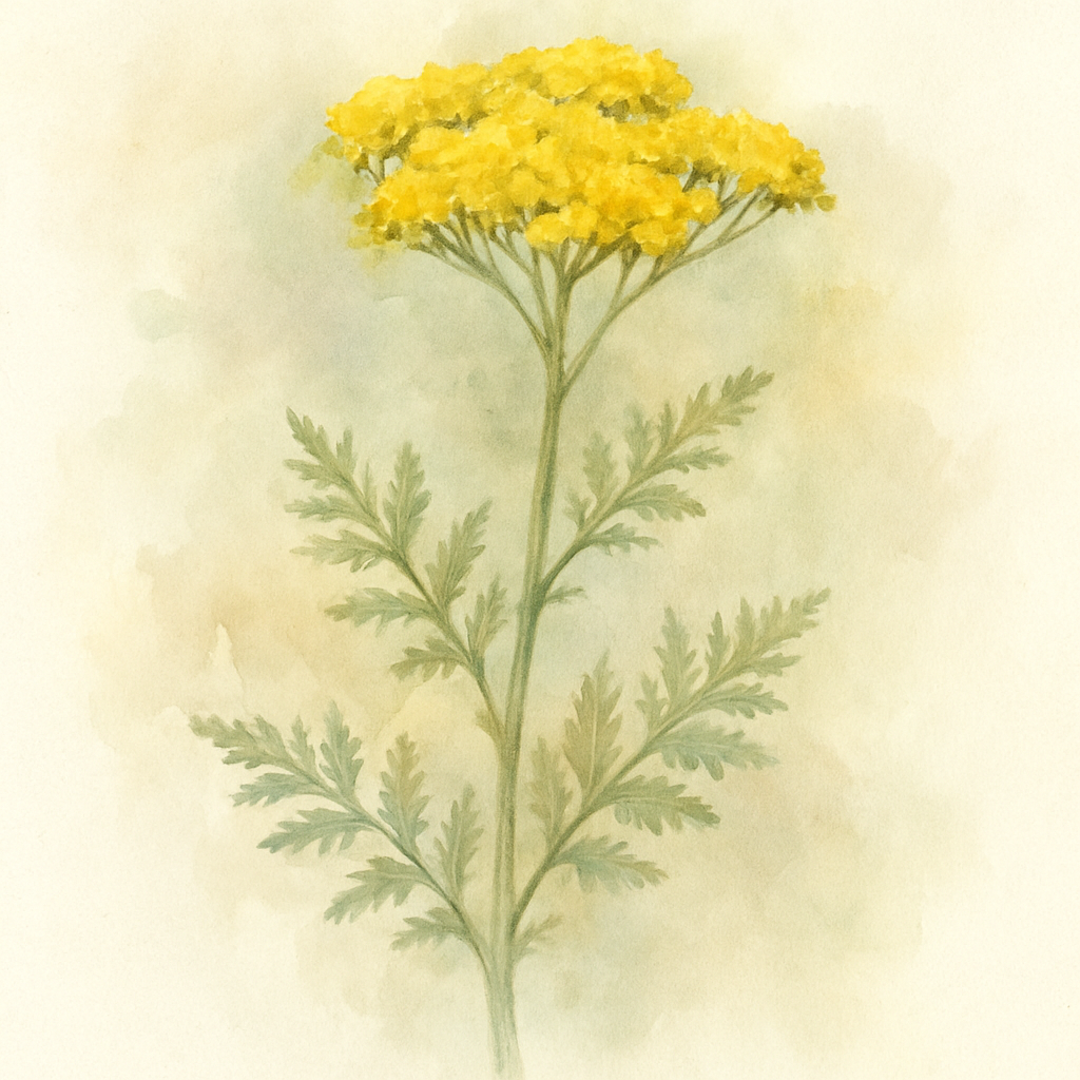 Achillea Anthea ('Anblo')