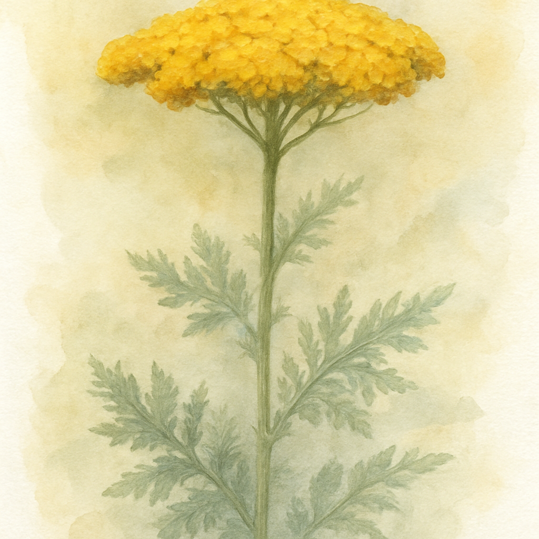 Achillea Cloth of Gold