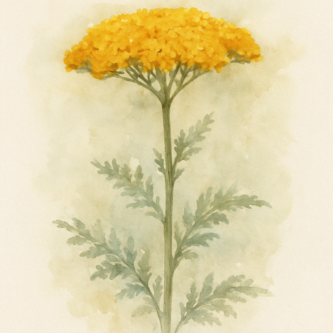 Achillea 'Gold Plate'