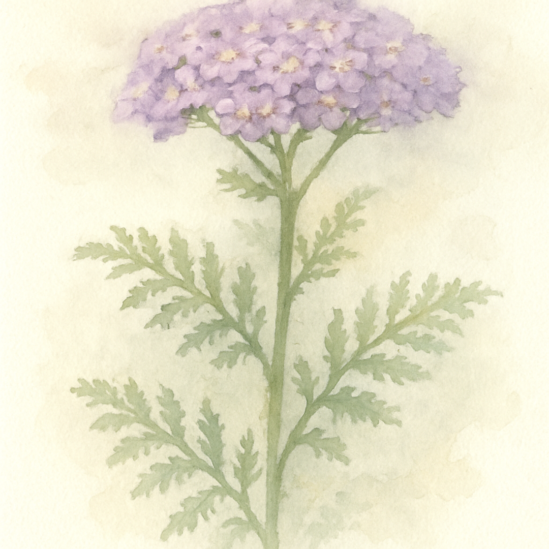 Achillea 'Lilac Beauty'