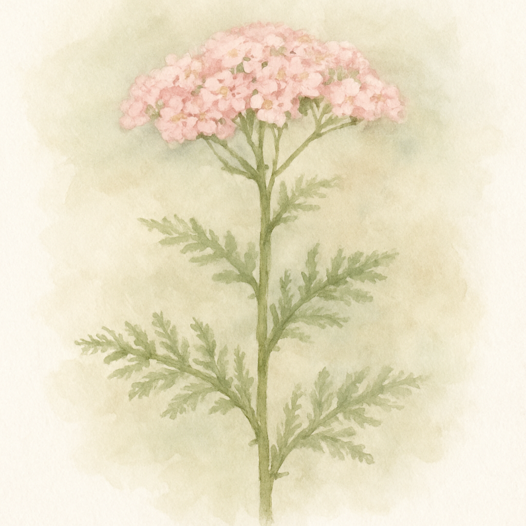 Achillea Love Parade