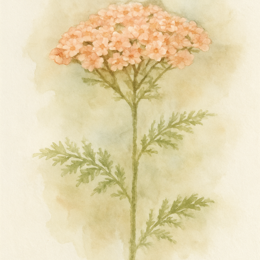 Achillea millefolium ‘Salmon Beauty’