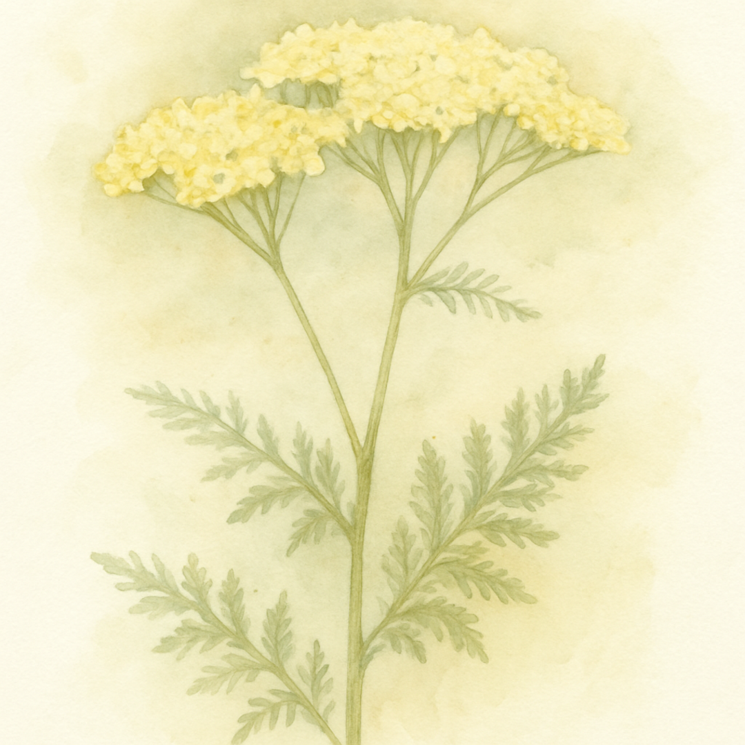 Achillea millefolium ‘Summer Fruits Lemon’ (Yarrow)