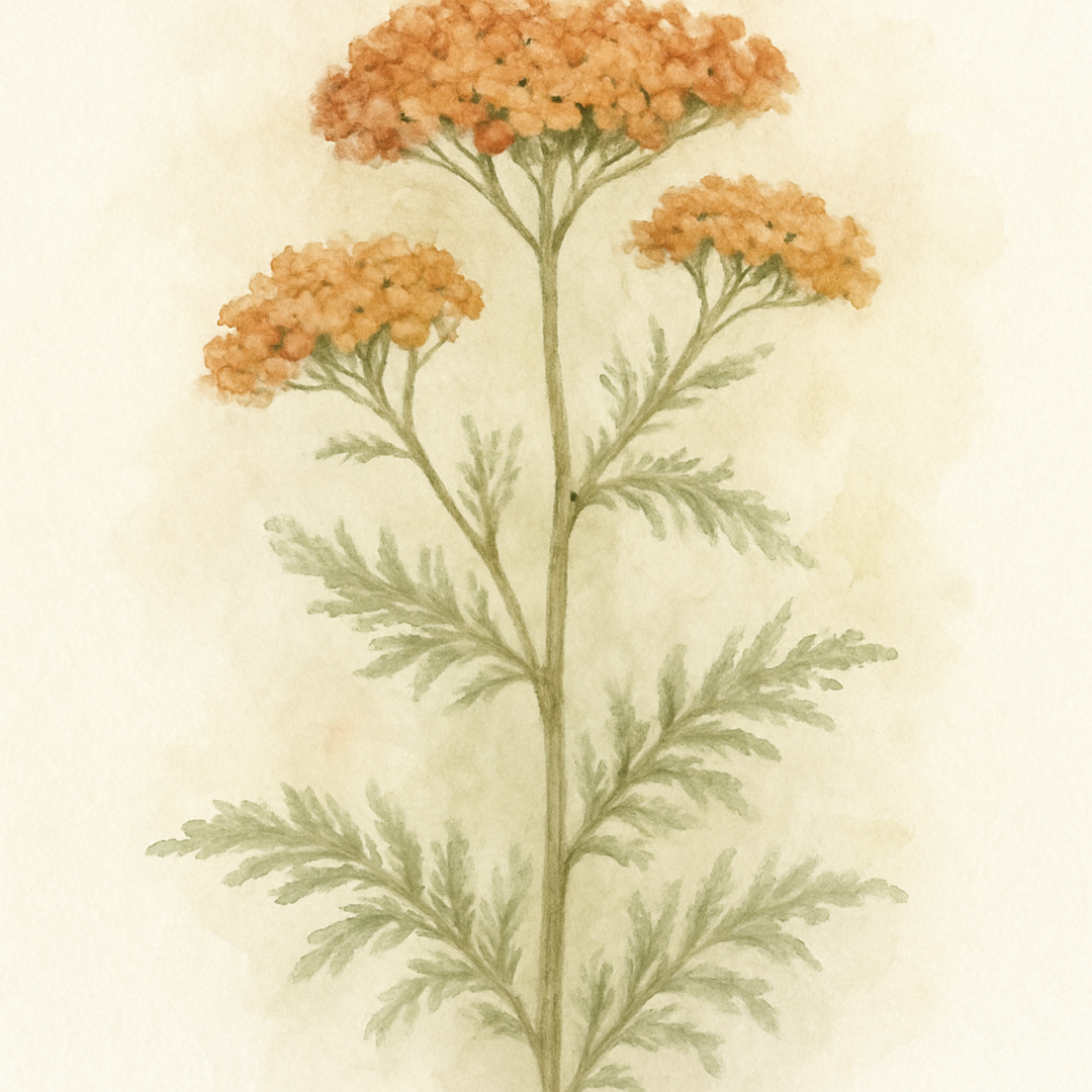 Achillea millefolium ‘Terracotta’ (Yarrow)
