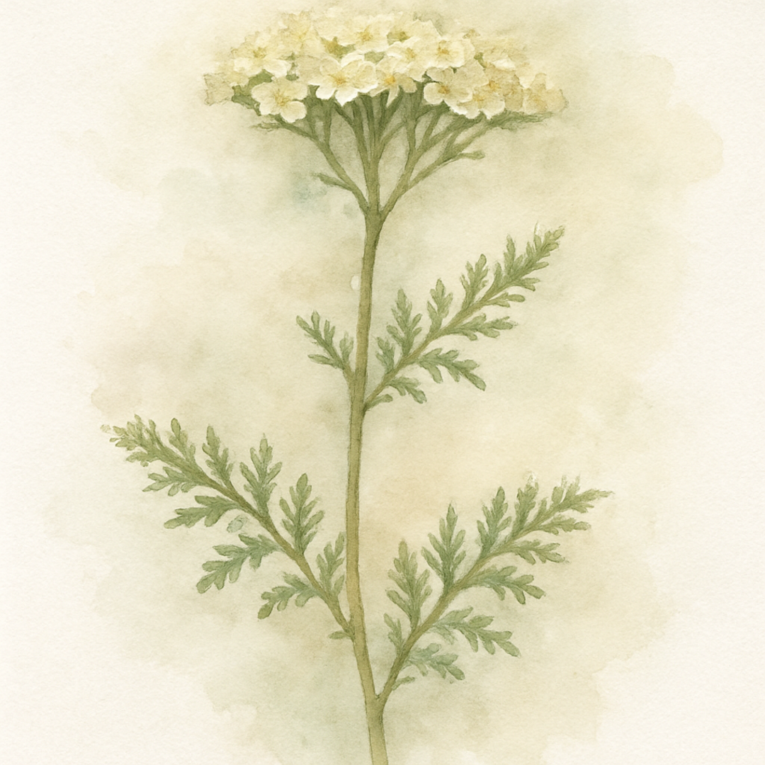 Achillea millefolium (Common Yarrow)