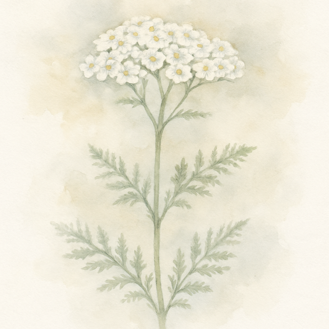 Achillea millefolium