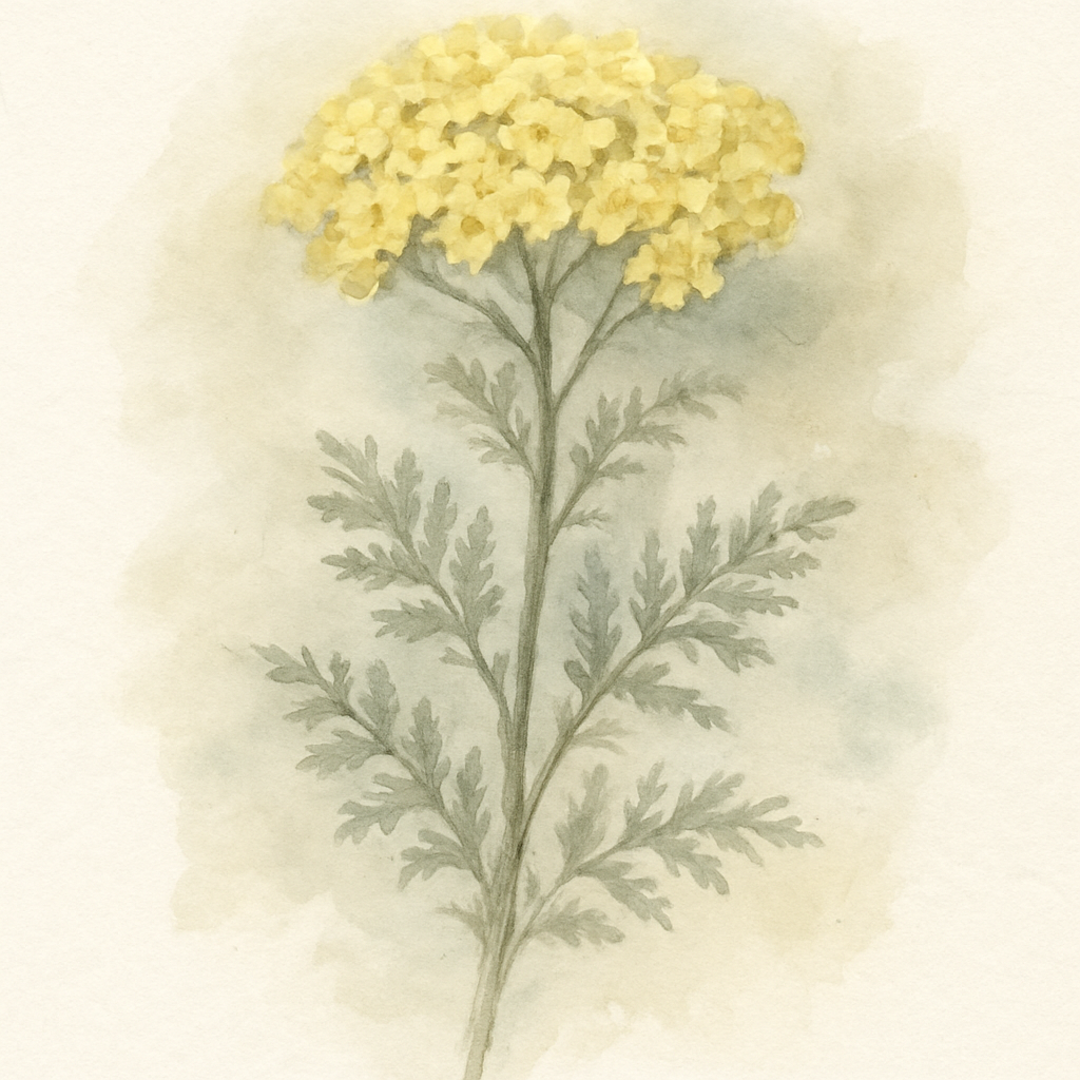 Achillea 'Milly Rock Rose'