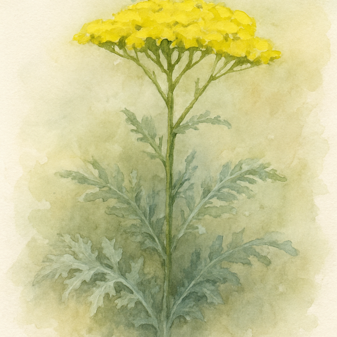 Achillea Moonshine