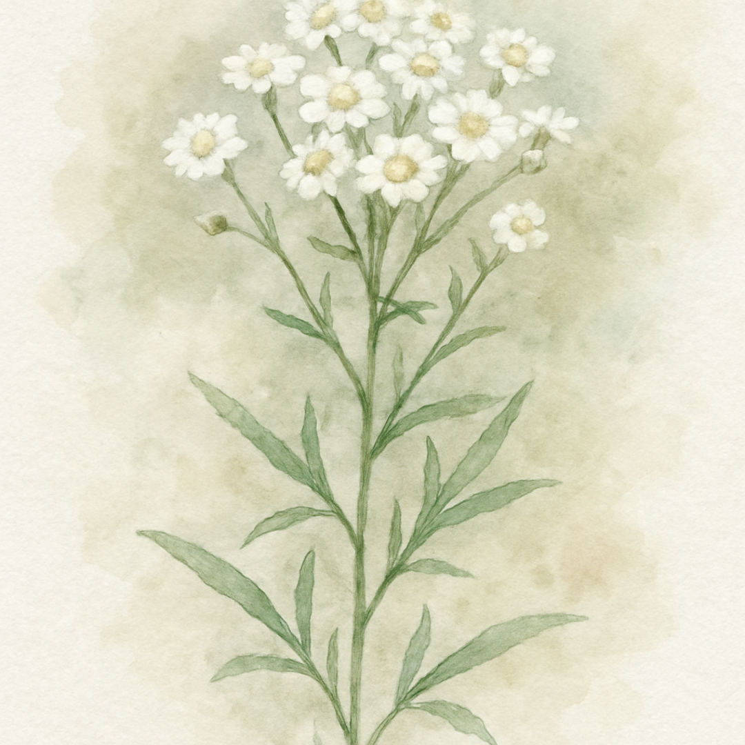 Achillea Ptarmica Sneezewort Uk