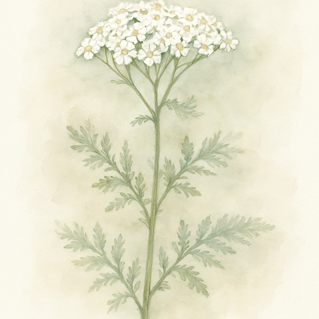 Achillea ptarmica