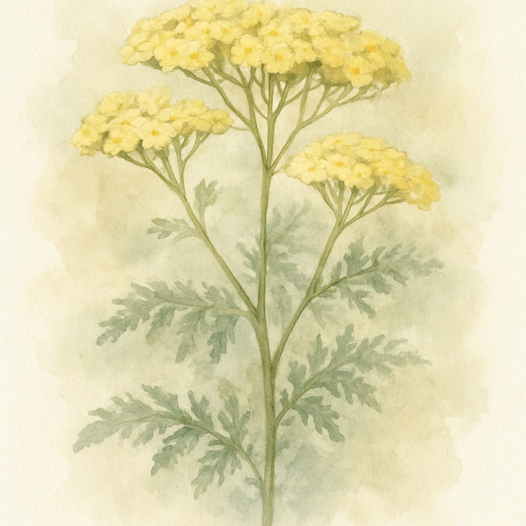 Achillea Sassy Summer Lemon