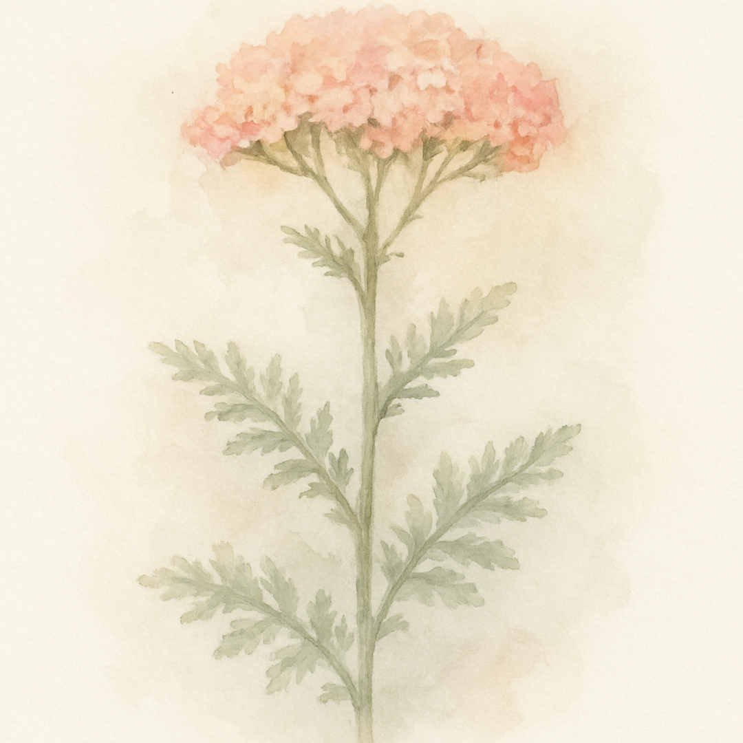 Achillea Sassy Summer Taffy
