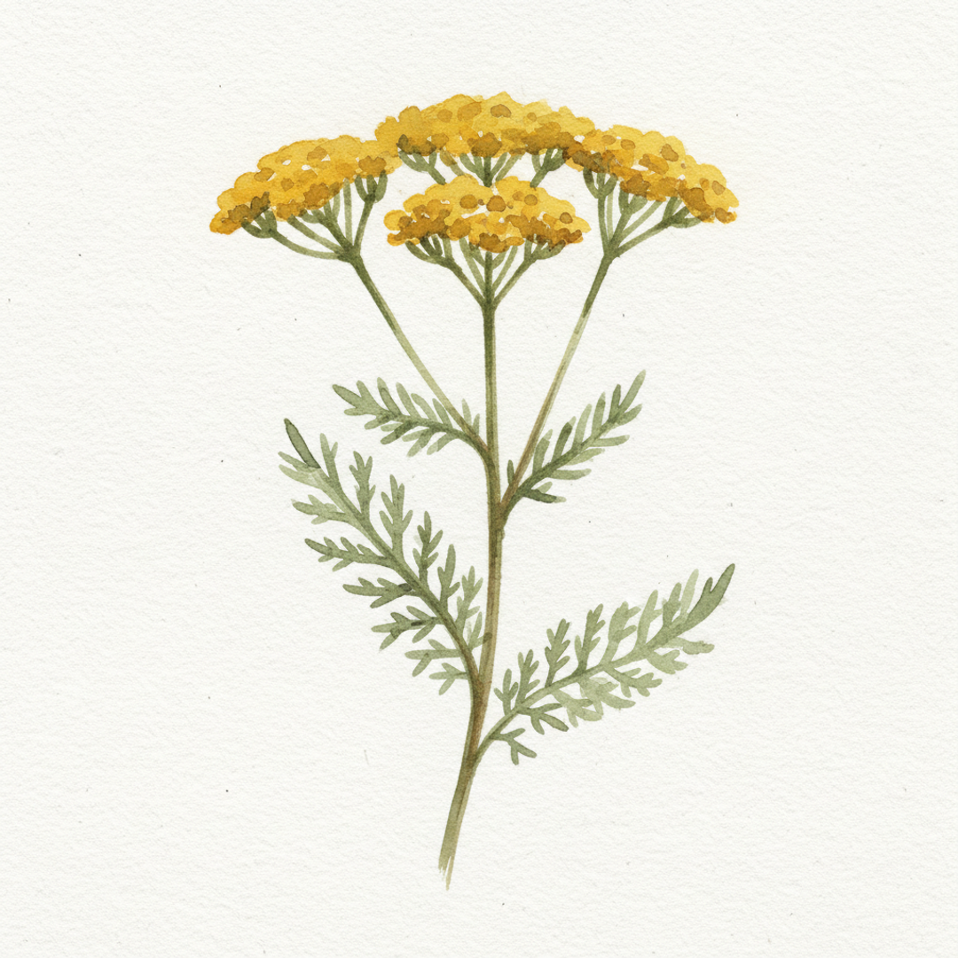 Yarrow | Achillea 'Cloth of Gold'