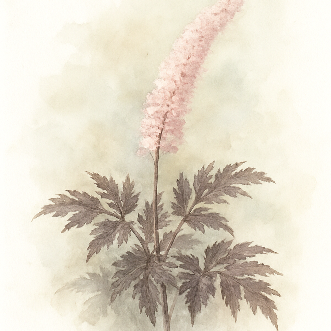 Actaea Pink Spike