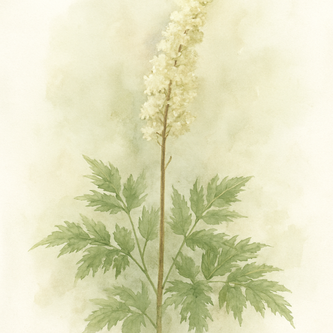 Actaea racemosa