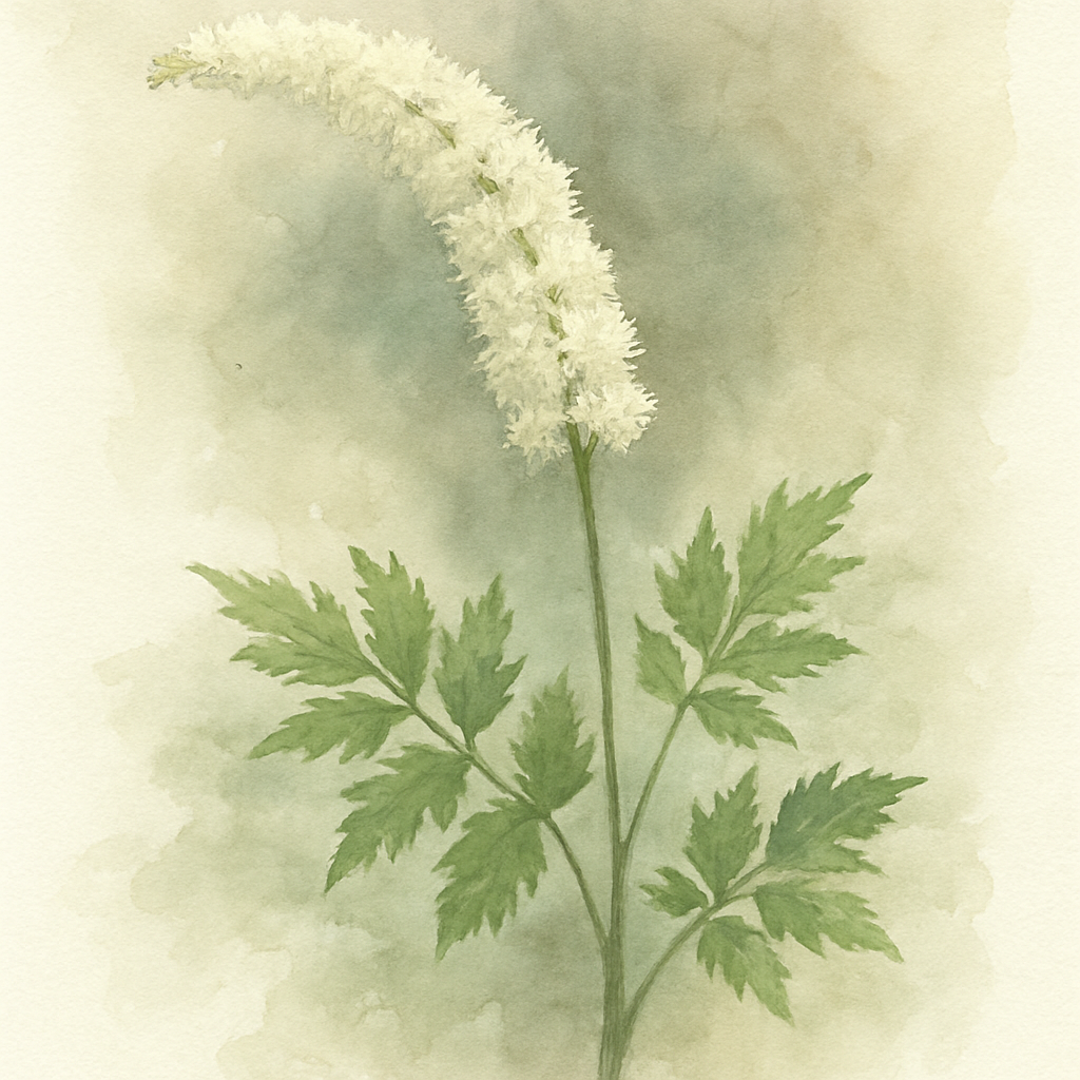 Actaea White Pearl
