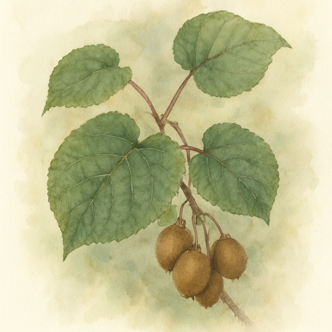 Actinidia chinensis ‘Hayward’