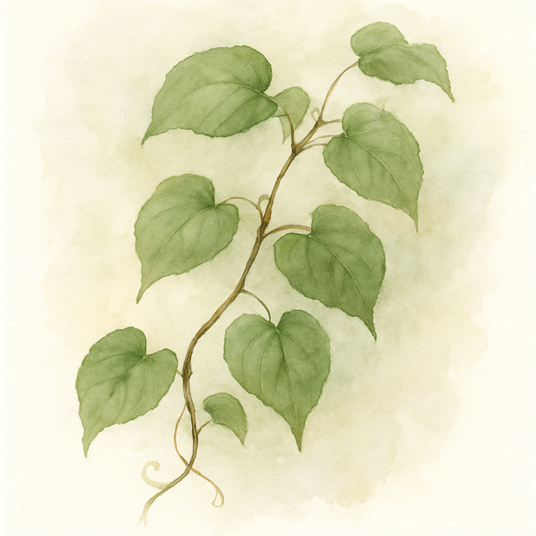 Kiwi Plant 'Weiki'