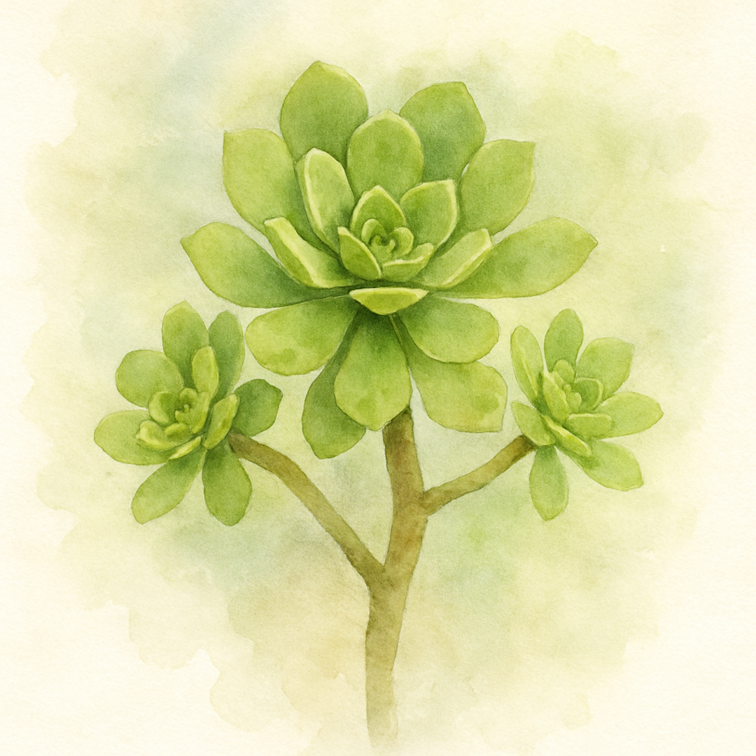 Aeonium 'Green Crush'