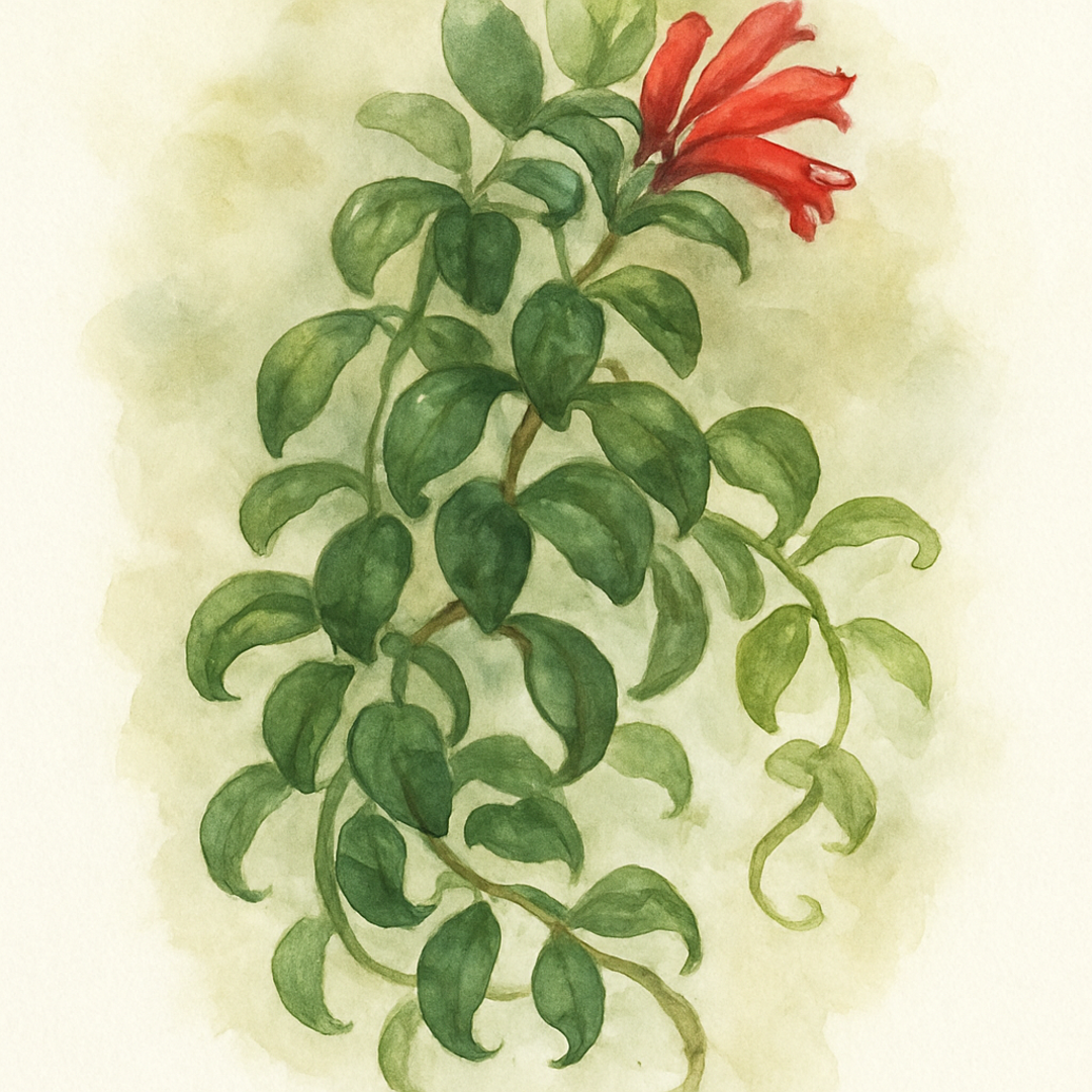 Aeschynanthus Rasta