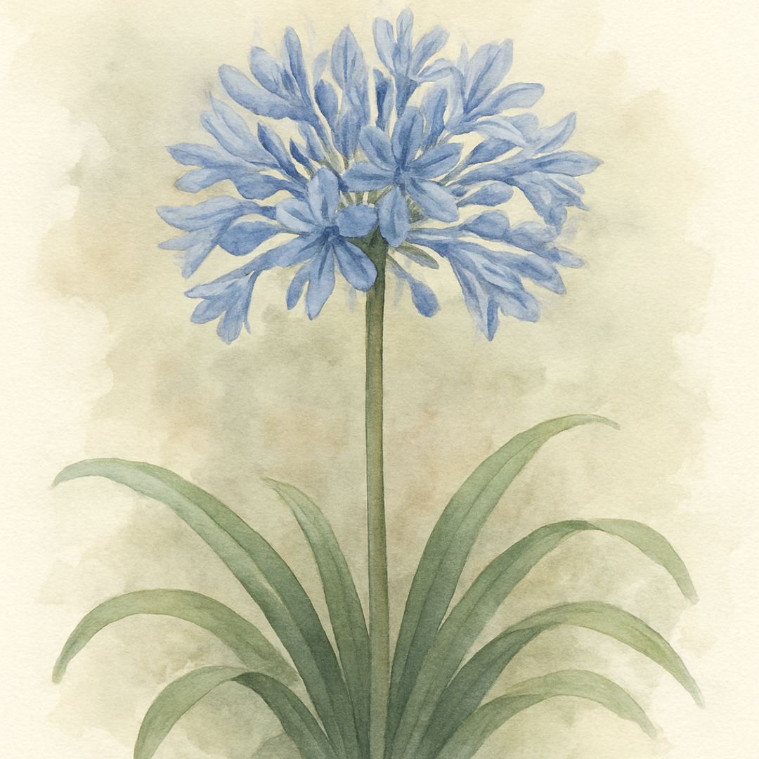 Agapanthus Blue Umbrella