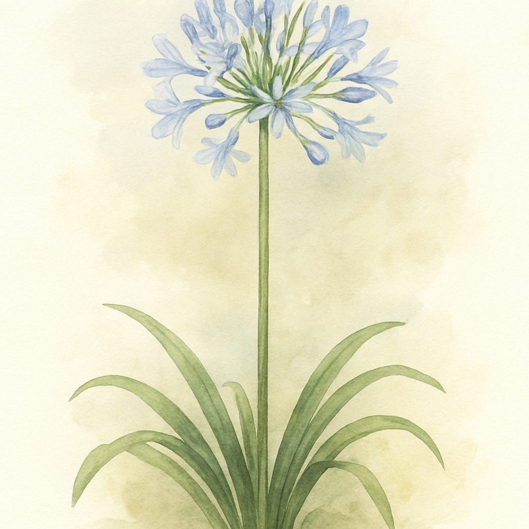 Agapanthus ‘Crystal Blue’