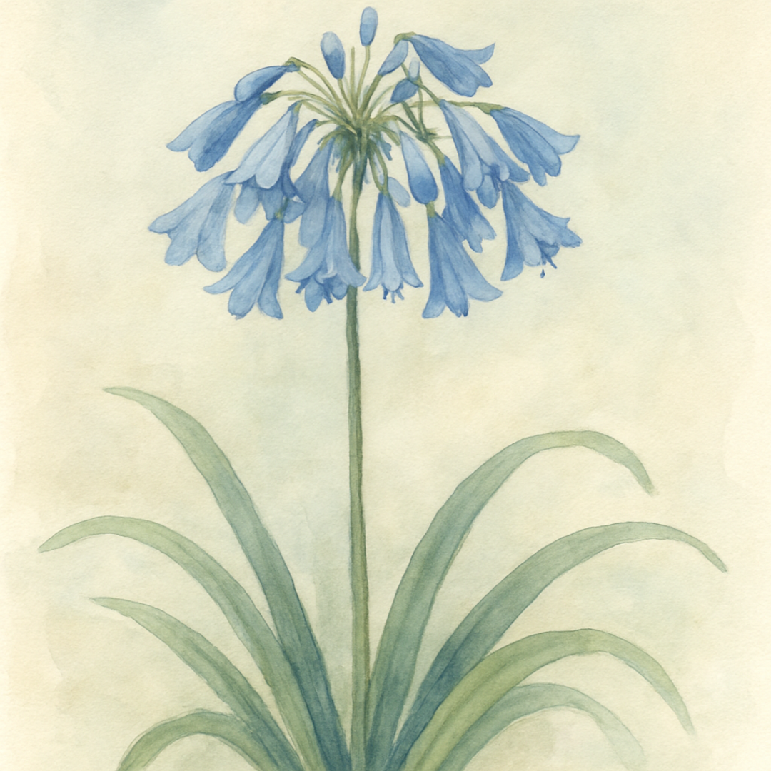 Agapanthus ‘Hanneke’
