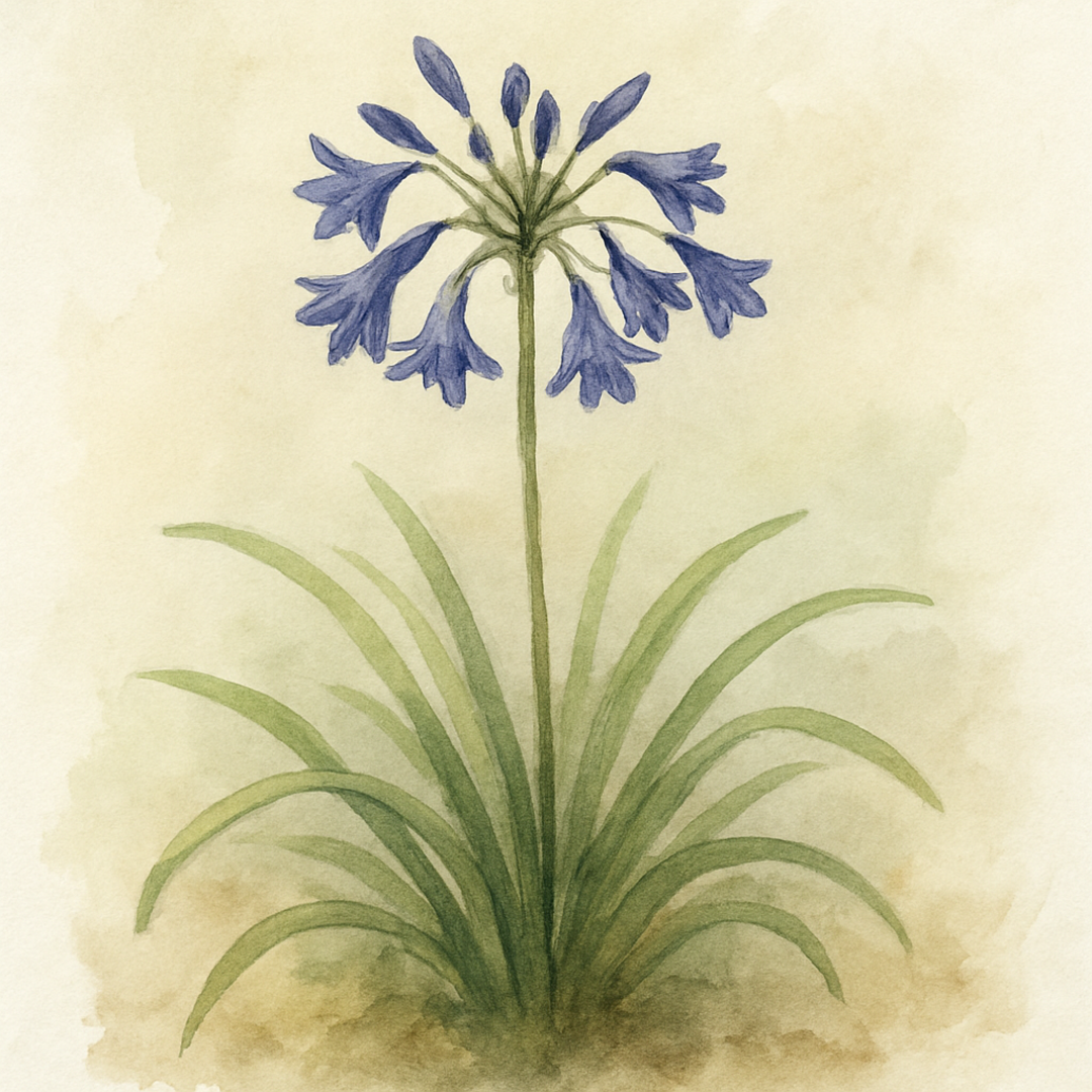 Agapanthus ‘Lilliput’
