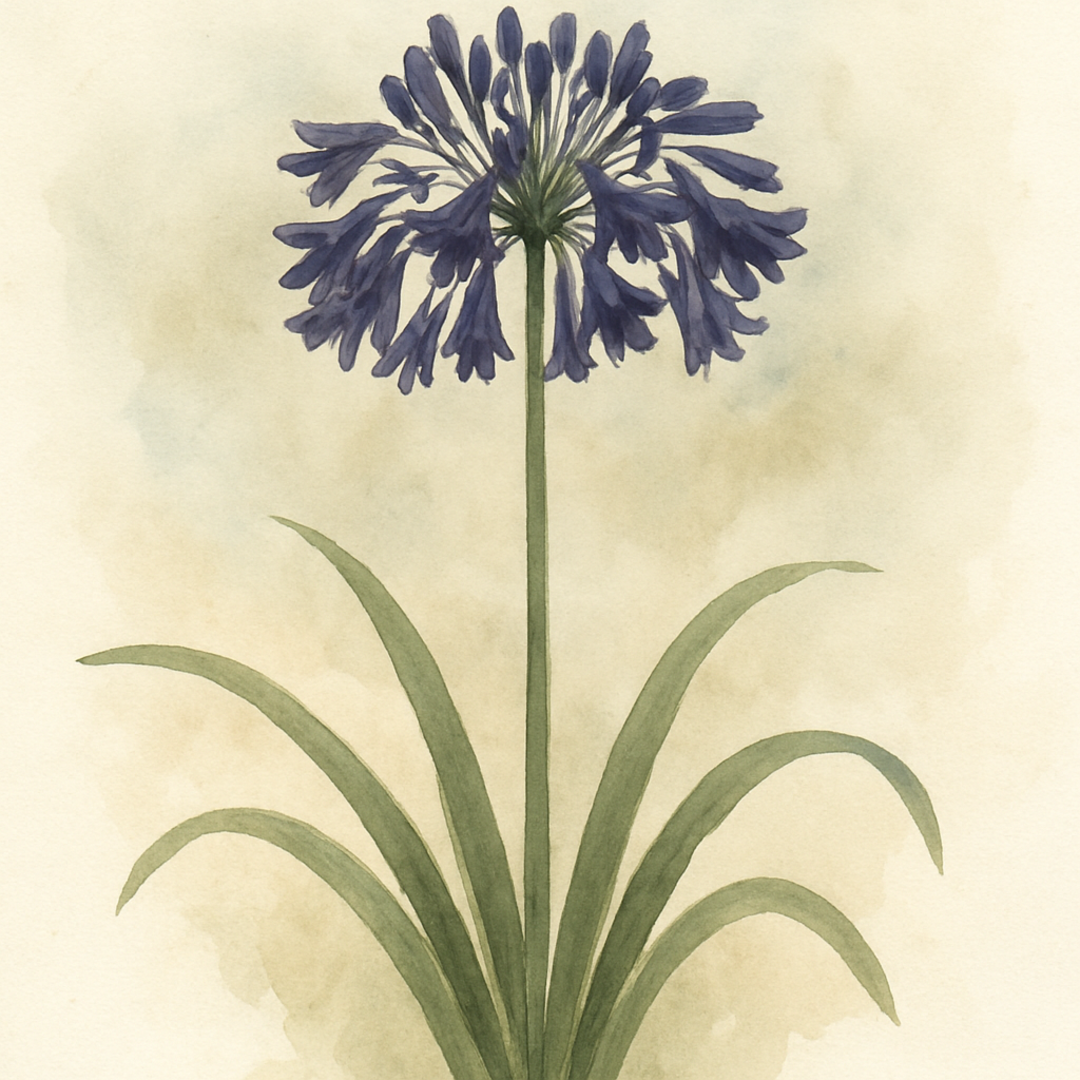 Agapanthus ‘Nocturnal Horizons’