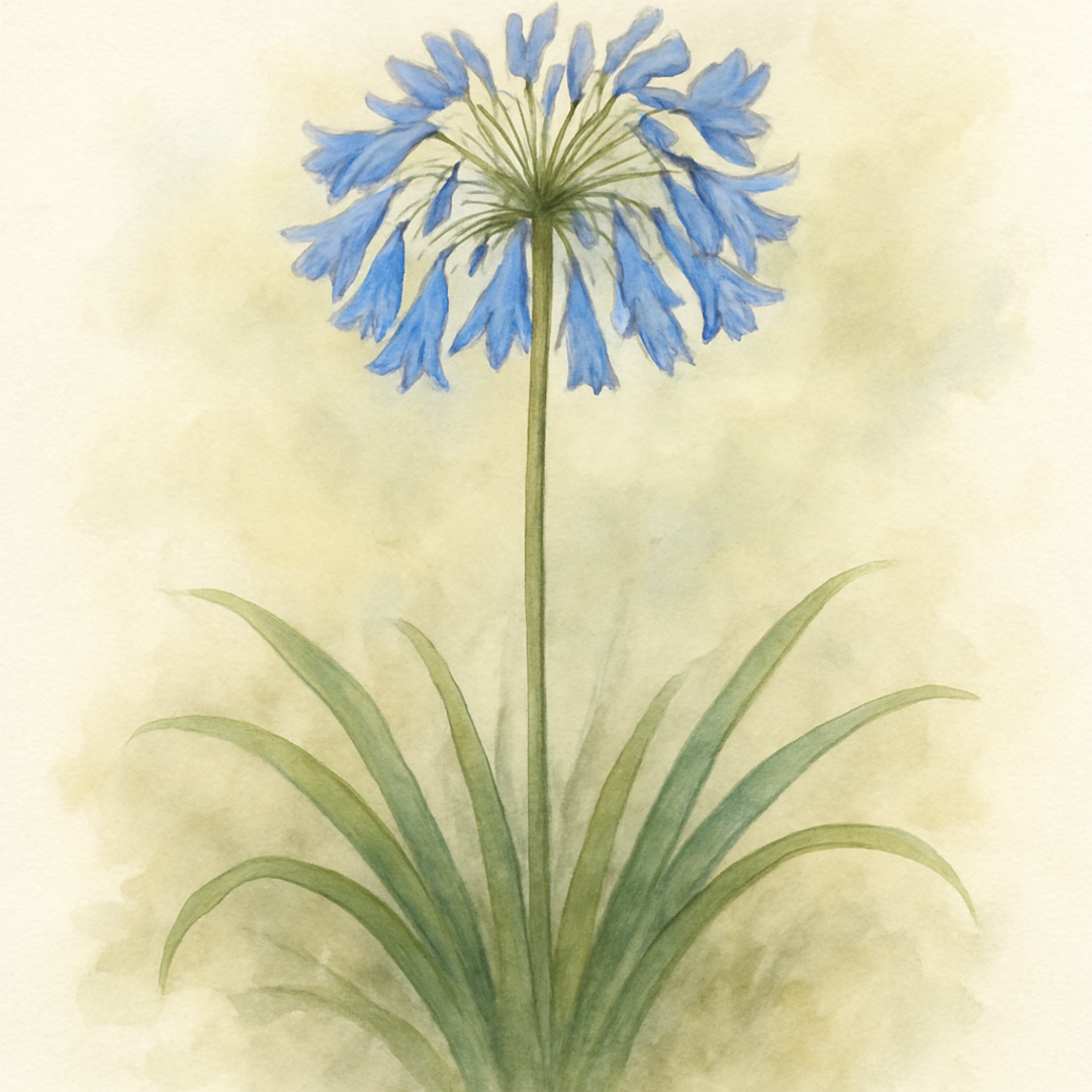 Agapanthus ‘Sandringham’