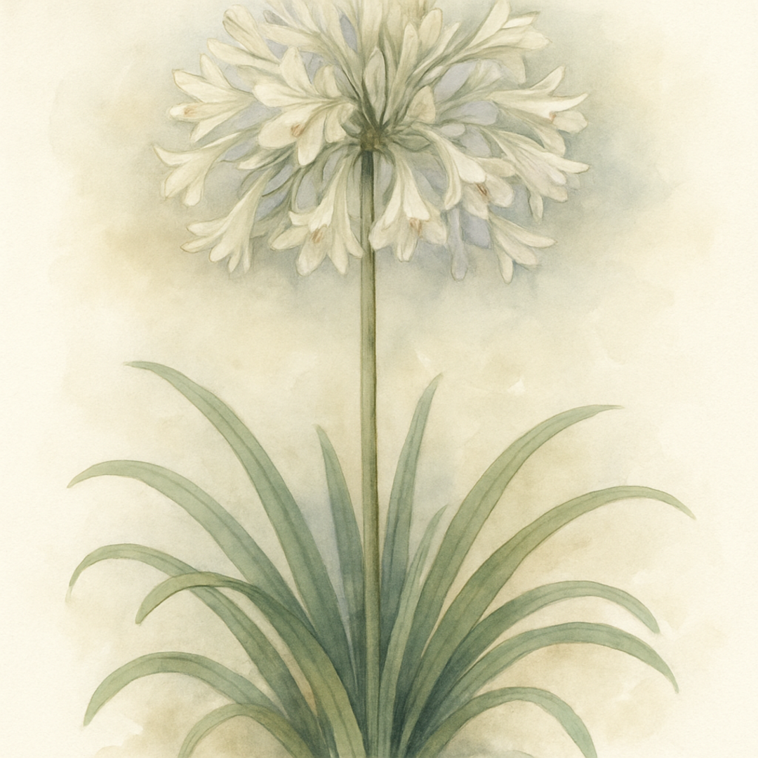 Agapanthus ‘Star Dust’
