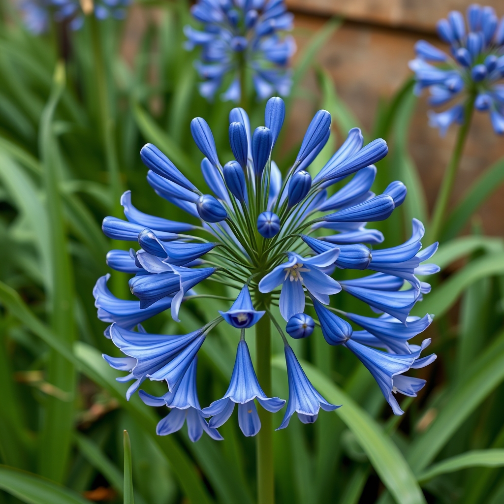 African Blue Lily Agapanthus